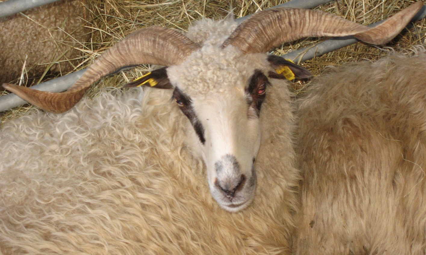 Valašská ovce - Valaška - detail
