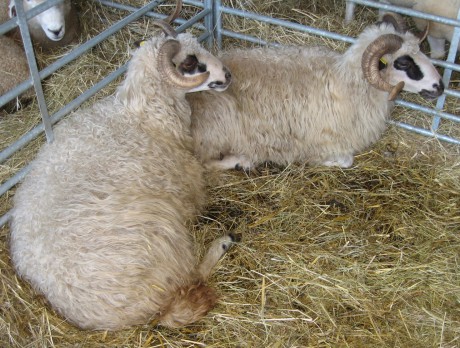 Valašská ovce - Valaška