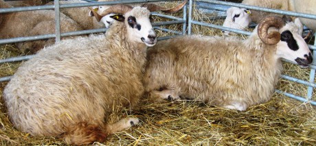 Valašská ovce - Valaška 1