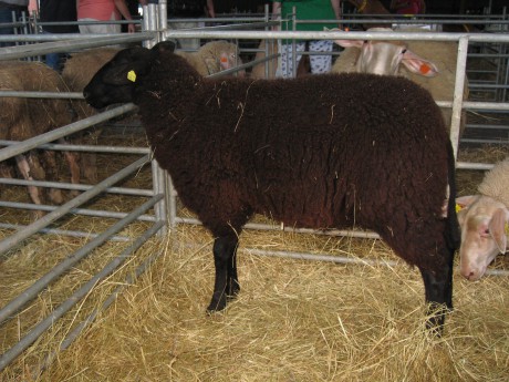 Východofríská ovce - černá varianta