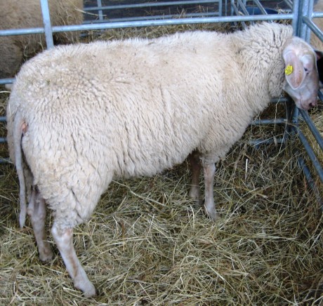 Východofríská ovce - bílá varianta