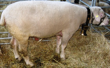 Alpská bílá ovce beran