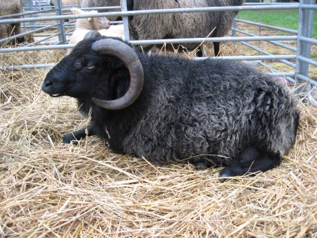 Shetlandská ovce