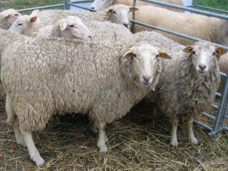 Olkulské ovce