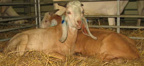 anglunobijská koza - kozel