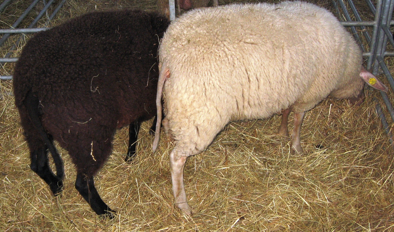 Východofríská ovce - varianta bílá a černá