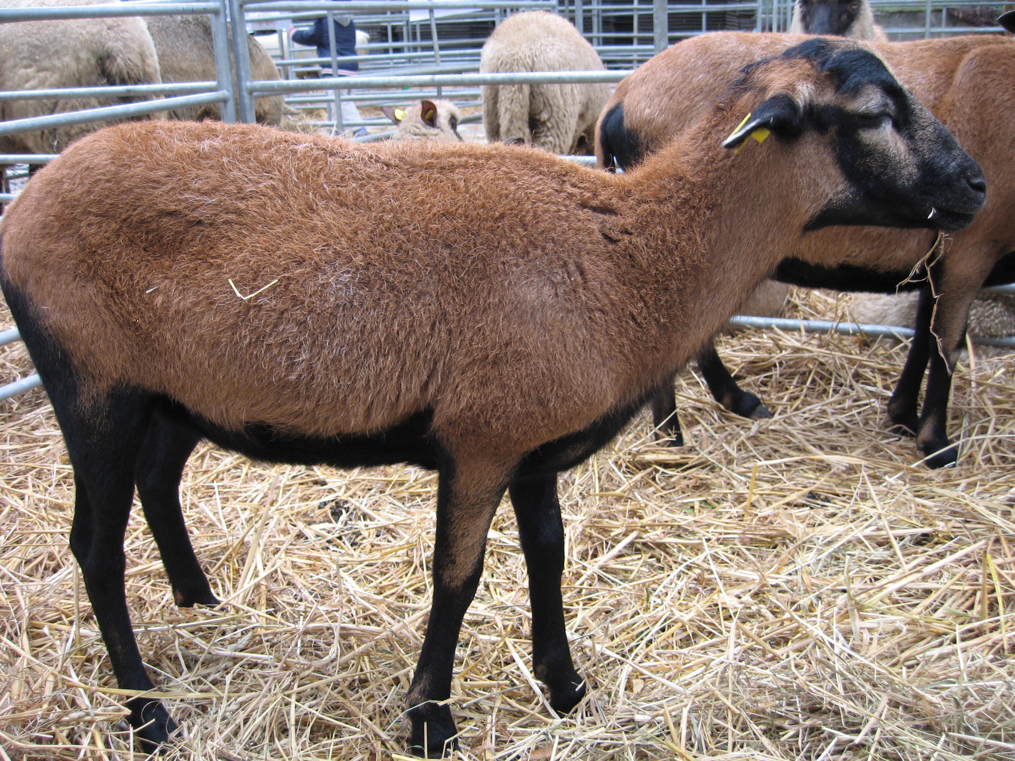 Kamerunská ovce 1