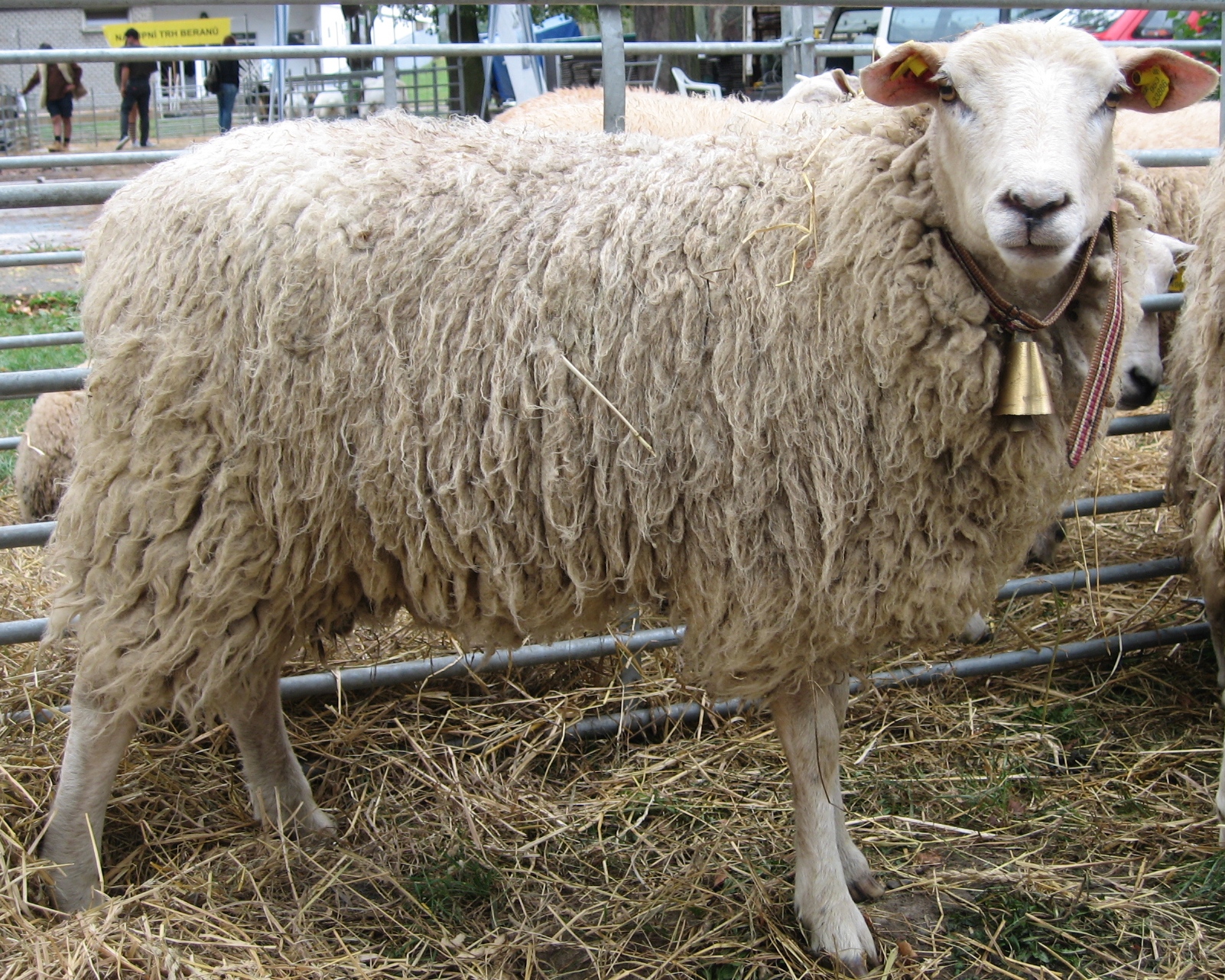 Olkulská ovce1