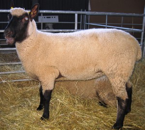 zlobice-2009-ovenalie-064.jpg