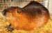 nutrie standard 1